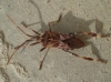 Leptoglossus occidentalis