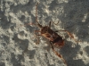 Leptoglossus occidentalis