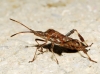 Leptoglossus occidentalis