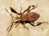 Leptoglossus occidentalis