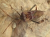 Leptoglossus occidentalis