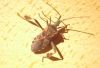 Leptoglossus occidentalis