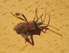 Leptoglossus occidentalis