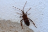 Leptoglossus occidentalis