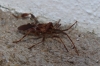 Leptoglossus occidentalis