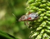 Liorhyssus hyalinus