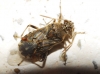 Liorhyssus hyalinus