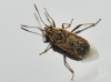 Liorhyssus hyalinus