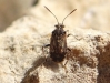 Liorhyssus hyalinus