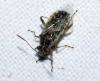 Liorhyssus hyalinus