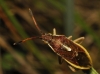 Maccevethus sp.