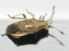 Maccevethus sp.