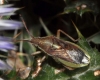 Maccevethus sp.