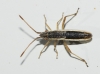 Myrmus miriformis