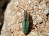 Myrmus miriformis