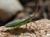 Myrmus miriformis