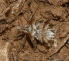 Phyllomorpha laciniata