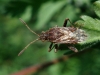 Rhopalini