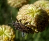 Rhopalini