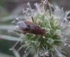 Rhopalus cf. parumpunctatus
