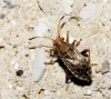 Rhopalus conspersus/distinctus
