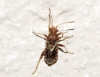 Rhopalus conspersus/distinctus
