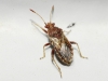 Rhopalus conspersus/distinctus