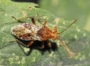 Rhopalus sp.