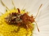 Rhopalus subrufus