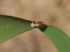 Rhopalus subrufus