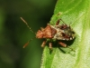 Rhopalus subrufus
