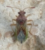 Rhopalus parumpunctatus