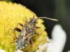 Stictopleurus sp.