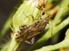 Stictopleurus sp.
