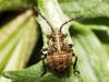 Stictopleurus sp.