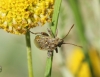 Stictopleurus sp.