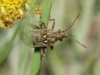 Stictopleurus sp.