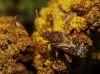 Stictopleurus sp.