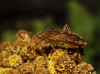 Stictopleurus sp.