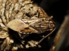Stictopleurus sp.