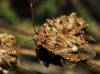 Stictopleurus sp.