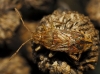 Stictopleurus sp.