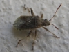 Stictopleurus sp.