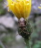 Stictopleurus abutilon