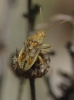 Stictopleurus abutilon