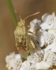 Stictopleurus abutilon