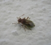 Stictopleurus cf. abutilon