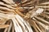 Stictopleurus punctatonervosus