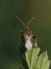 Stictopleurus sp.