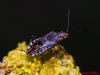 Stictopleurus sp.